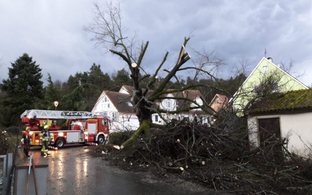 Februar 2020 – Die mächtige Linde oberhalb des Dorfweihers stürzt um