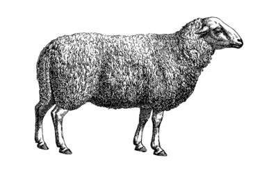 Die Schafrechtler und ihre Weidegerechtigkeit